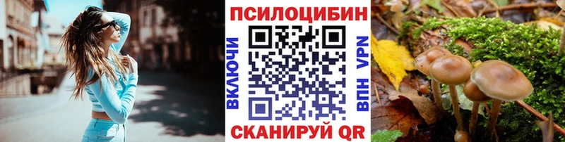 блэк спрут сайт Венёв Псилоцибиновые грибы мицелий